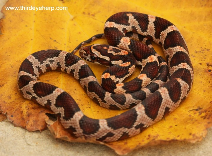 Normal Corn Snake